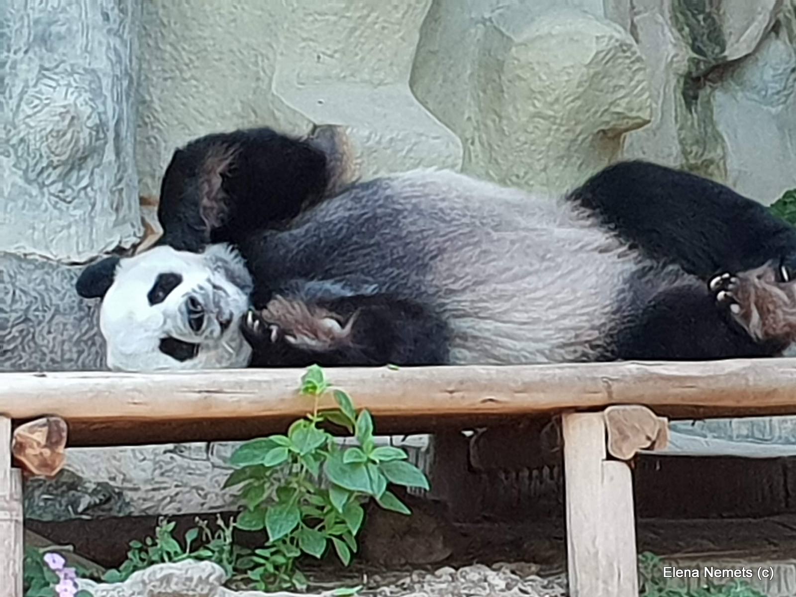 Панды зоопарк Чианг Мая
