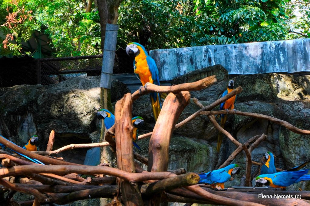 Ара в зоопарке Чианг Мая